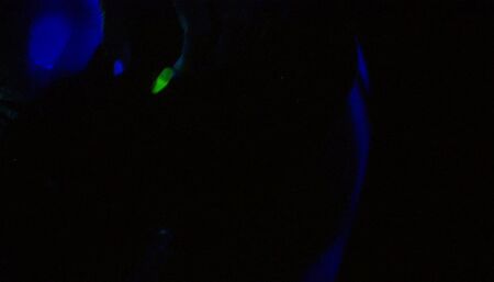 Lesbian aliens going at it