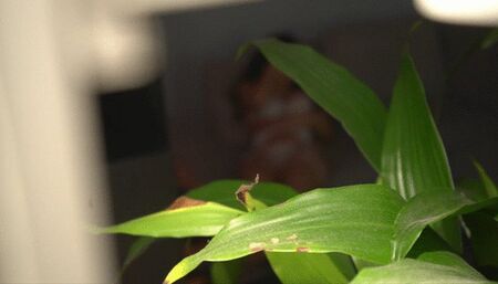 sexy paisa with sandals, she wants only you