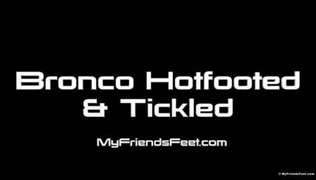 Bronco Hotfooted & Tickled