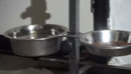 puppy play training from the mistress