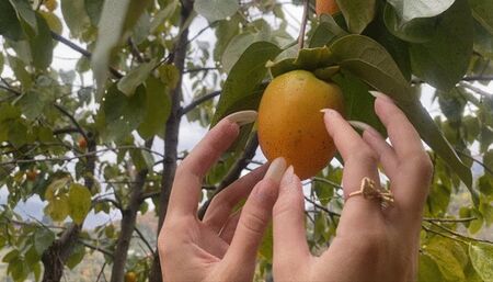 nails tapping and scratching the fruit that is still growing on the tree