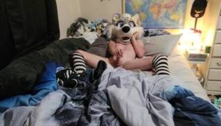 Wolfy in heat gets off using her paws