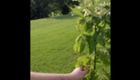 Looking at Plants in Minecraft