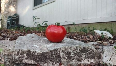 Tomato Stomp Flip Flop
