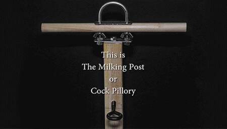 Locked into the Milking Post - Camera Angle 2