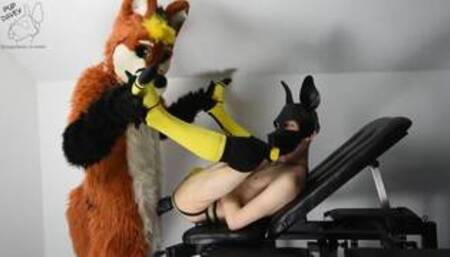 puppy gets fucked by fursuit with dildo