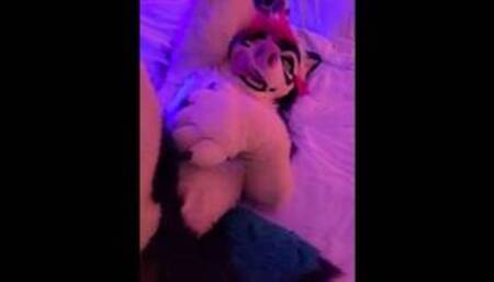 Hyena fursuiter breeds husky pussy