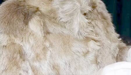 Sexy Smoker * Crush* Marlboro reds * Real Fur Coat * Nose exhales * Long Drag *Coughing* Pantyhose *High heels