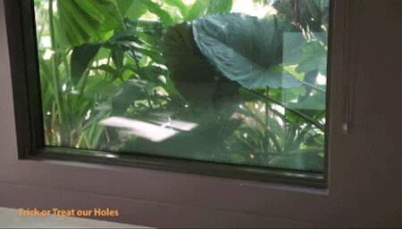 Cory Chase in Free Use Step Family Anal Halloween Vol 2 - Trick or Treat our Holes (720p)