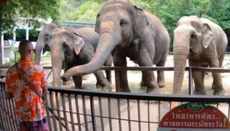 Big ass Thai GF went to a  and sex