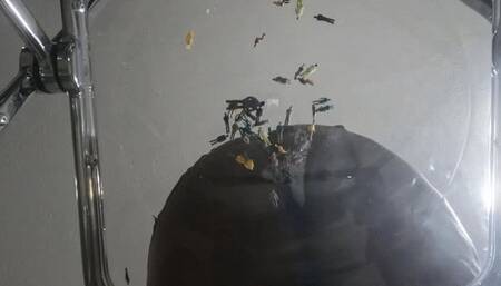 Tiny Humans under Giantess Massive Ass