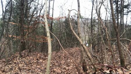 Giantess hunts tinies in woods and takes them home