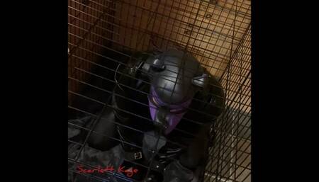Scarlett Kage Puppy Punishment Part 2 of 2 - strap on, leather leggings, big butt, rough pegging, male orgasm, reach around jerk off, bondage, cage, straight jacket, collar, leash, leather, puppy play, pet play, SPH, angry domme, femdomme, female dominati