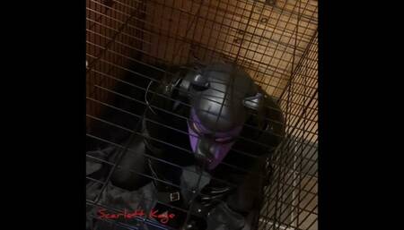 Scarlett Kage Puppy Punishment Part 2 of 2 - strap on, leather leggings, big butt, rough pegging, male orgasm, reach around jerk off, bondage, cage, straight jacket, collar, leash, leather, puppy play, pet play, SPH, angry domme, femdomme, female dom MP4