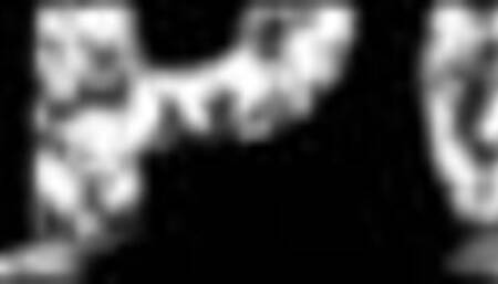 HORRORPORN - Female spider