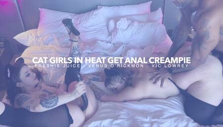 Cat Girls Get BBC Anal and BIG ANAL CREAMPIE!