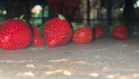 Strawberry Soldier Crush