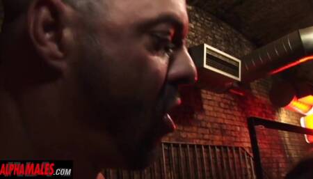 Alphamales - Strong stud