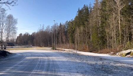 A twig spanking in the swedish forrest