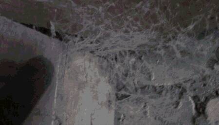 The thick cobwebs in the barn are swallowed up by my vacuum cleaner