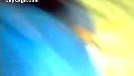 Indian pimp playing with tits of his girl MMS video