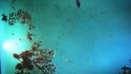 Lara Flynn Boyle - Insatiable