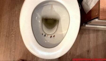 Slaves placed in toilet