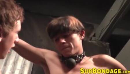 Restrained young gay has his ass drilled hard with dildos