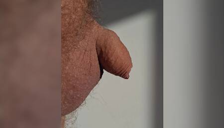Cock at rest - zooming in and out