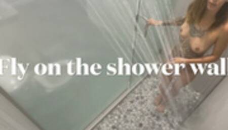 Fly on the shower wall