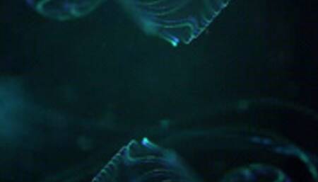 Big Tits and Big Sneezes *wmv*