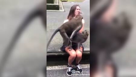 horny monkey