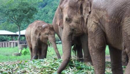 VIDEO BLOG POST: Chang Mai Elephant Reservation