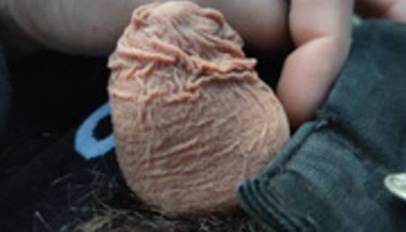 Flabby cock on a public river bench and the urinary meatus enlarged