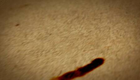 Part 1, Ass Sniffing lesbians