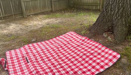 Peaceful Reading Time: Gingers Relaxing Afternoon Outdoors