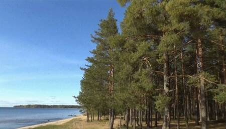 Transparent nylon on a walk in the woods