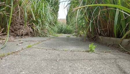 Muscle Giant Catches you in His Yard and toys with you before swallowing you whole