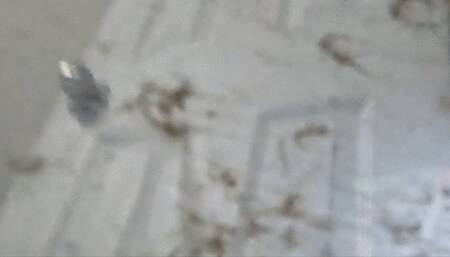 Tiny Human Struggles to Survive inside Giantess Vicious Vacuum POV 4K Smaller