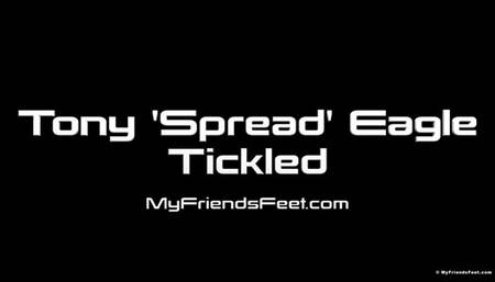 Tony (Spread) Eagle Tickled On The Table