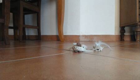 the white flip flops - le infradito bianche