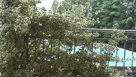 Three girls go for a nude swim