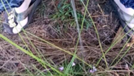 Desperate Pees in the Woods Daytime Edition HD