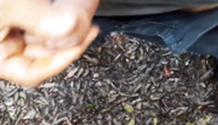 My friend beautiful black cock