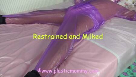Restrained and Milked