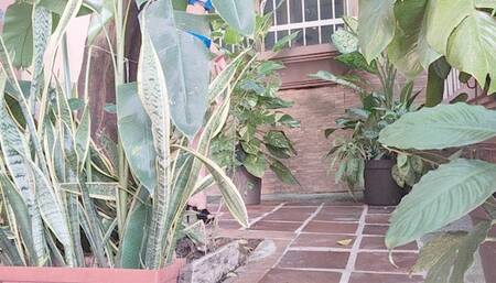 Milah Arches super sexy walk in Black mules with Dangling