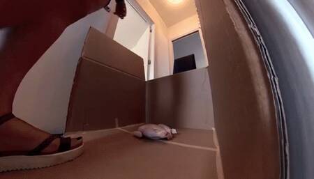 Italian girlfiend - Stomping on chicken in white rugged sandals POV VIEW