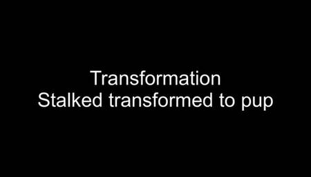 Transformed stalker into puppy play