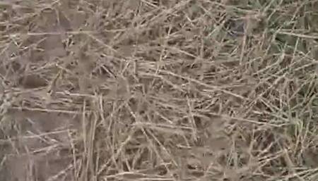 Outdoor Mistress part 2