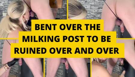 Bent over the milking post to be ruined over and over again